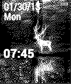 Stag Reflection Digital