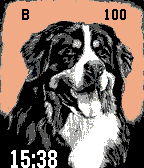 Bernese Mountain Dog